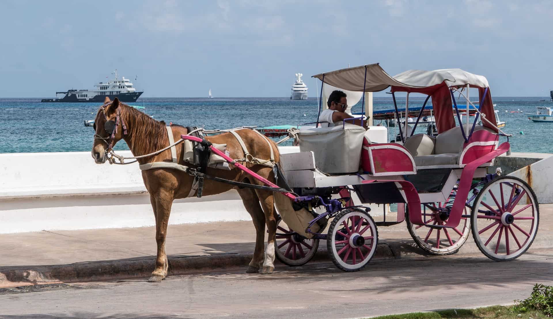 horse drawn carriage